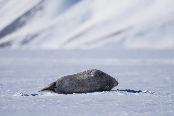 Norveç Manzara Doğa Mühür Spitsbergen Longyearbyen Svalbard Kutup Kış Kutup — Stok fotoğraf