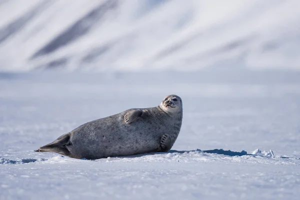 Norway Paesaggio Natura Sigillo Lastrone Ghiaccio Spitsbergen Longyearbyen Svalbard Artico — Foto Stock