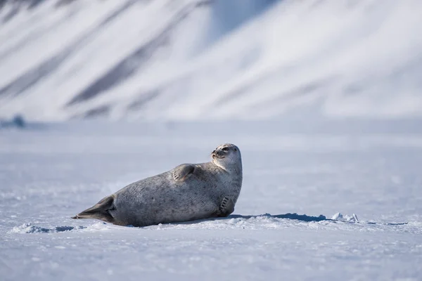 Paisagem Norway Natureza Selo Bloco Gelo Spitsbergen Longyearbyen Svalbard Inverno — Fotografia de Stock