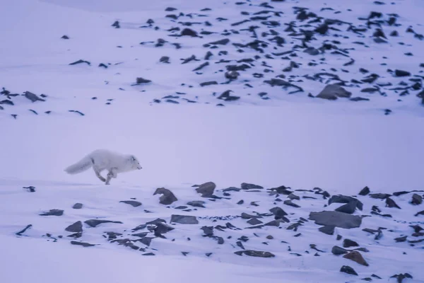 Zbliżenie Zima Arktyczny Biały Dzikość Arktyce Svalbard Słoneczny Dzień — Zdjęcie stockowe