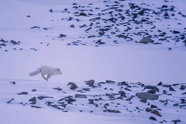 Nahaufnahme Wildtiere Weißer Polarfuchs Winter Arktischen Spitzbergen Einem Sonnigen Tag — Stockfoto