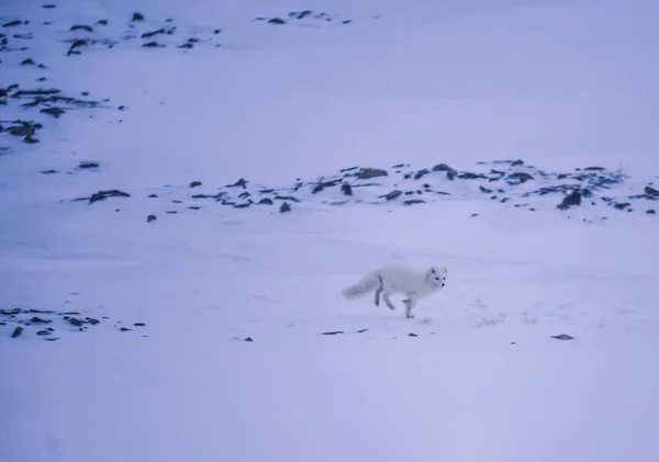 Nahaufnahme Wildtiere Weißer Polarfuchs Winter Arktischen Spitzbergen Einem Sonnigen Tag — Stockfoto
