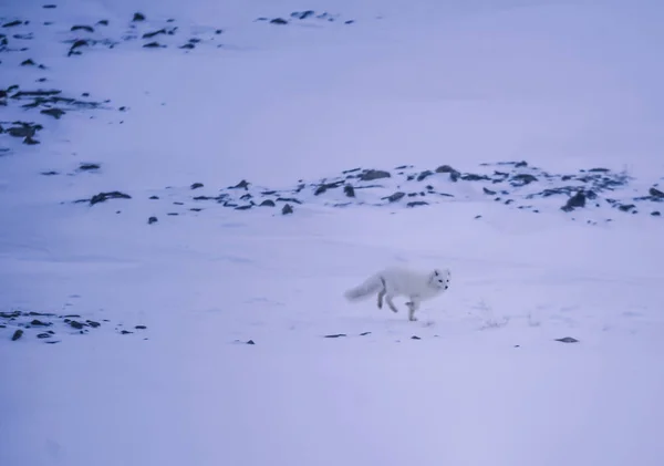 Zbliżenie Zima Arktyczny Biały Dzikość Arktyce Svalbard Słoneczny Dzień — Zdjęcie stockowe