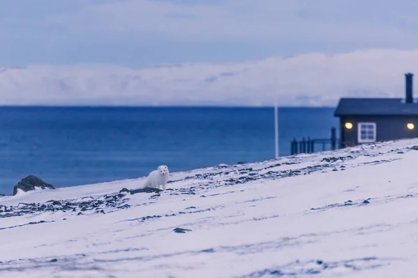 Närbild Wildlife Vit Fjällräv Vinter Den Arktiska Svalbard Solig Dag — Stockfoto