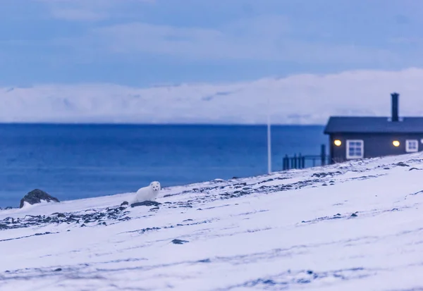 Primo Piano Fauna Selvatica Bianco Inverno Volpe Polare Nelle Svalbard — Foto Stock