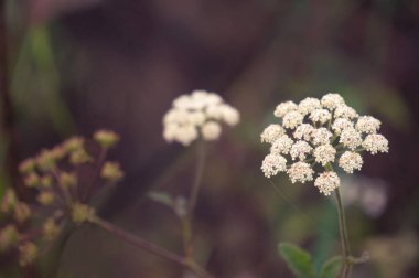 Orman çiçek Dağı Chiang Dao Milli Park, Chiang Mai, Tayland.
