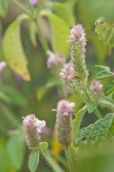 Justicia procumbens veya Strobilanthes chiangdaoensis Terao. Orman çiçek Dağı Chiang Dao Milli Park, Tayland