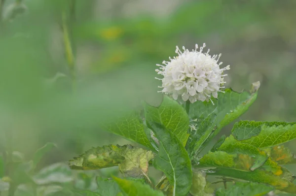 Scabiosa siamensis Craib. Forest flower at Mountain Chiang Dao national park, Thailand — Stock Photo, Image