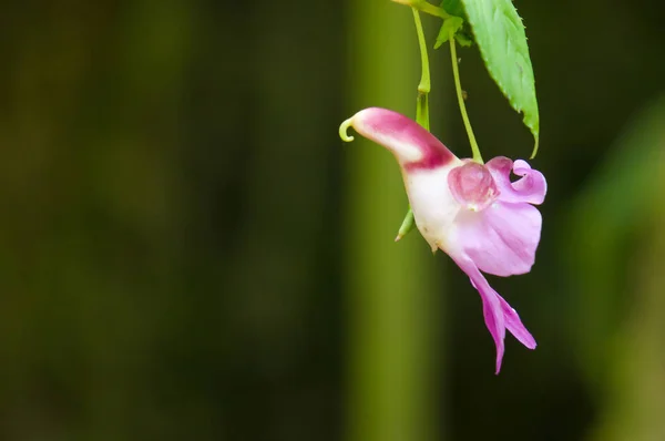Impatiens Psittacina veya Parrot Çiçek. Orman çiçek Dağı Chiang Dao Milli Park, Tayland