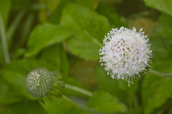 Scabiosa siamensis Craib. Orman çiçek Dağı Chiang Dao Milli Park, Chiang Mai, Tayland