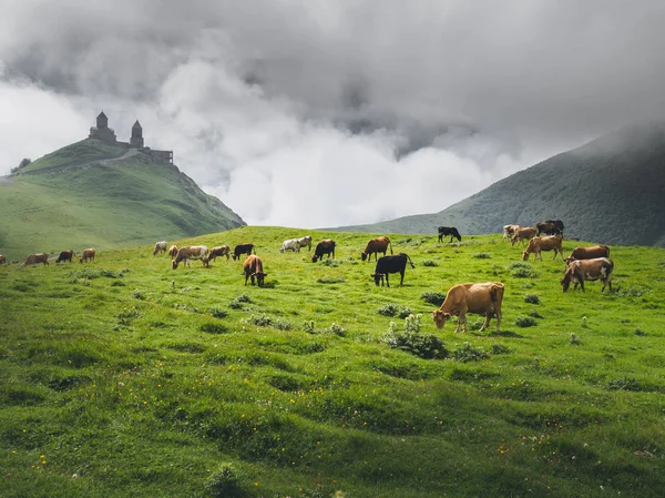 Green landscape with beautiful cows and church in the morning mist