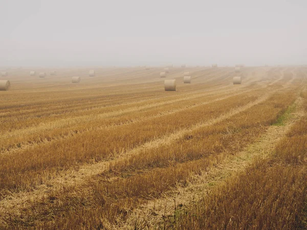 Field of freshly bales of hay — Stock Photo, Image