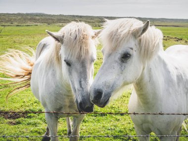 alanda otlayan atlar