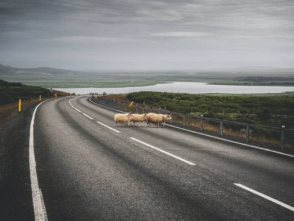道路を横断する羊 — ストック写真