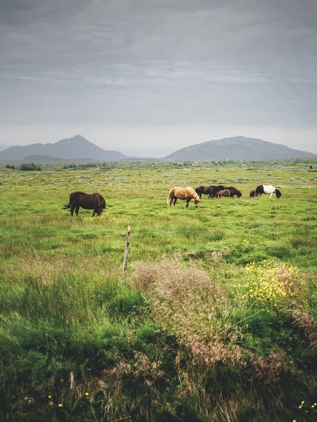 Green landscape with beautiful cows