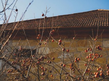 Aralık 2017, Georgia, Mtsheta. Trabzon hurması ağacının bir arka plan üzerinde olgunlaşmış meyve, mavi gökyüzü ile. 