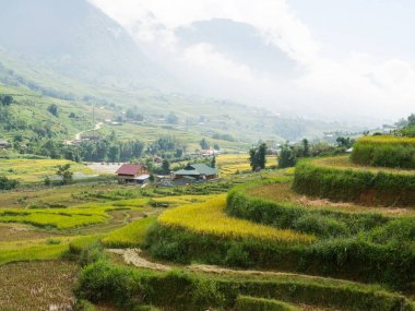 Teraslı pirinç tarlaları Hills