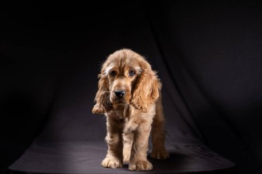 Küçük şirin İngiliz horoz yavrusu.