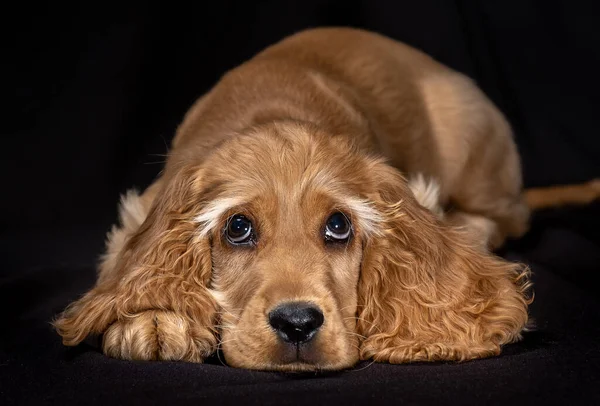 Pequeno Bonito Inglês Cachorrinho Cockerspaniel — Fotografia de Stock