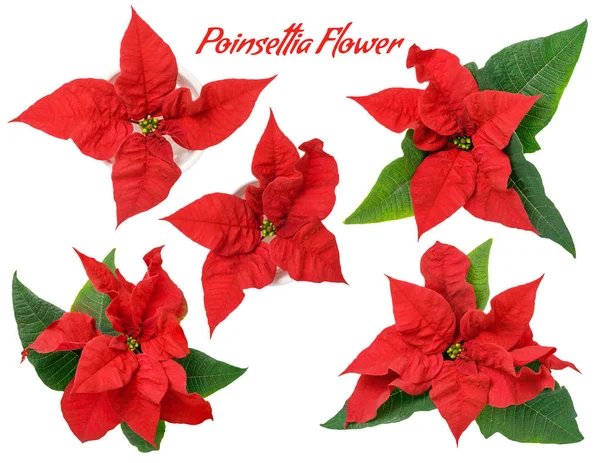 Noel Yılbaşı çiçeği çiçek izole üzerinde beyaz arka plan