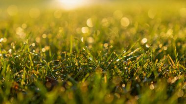 Sabah Gündoğumunda Yeşil Çimen Arkaplanı