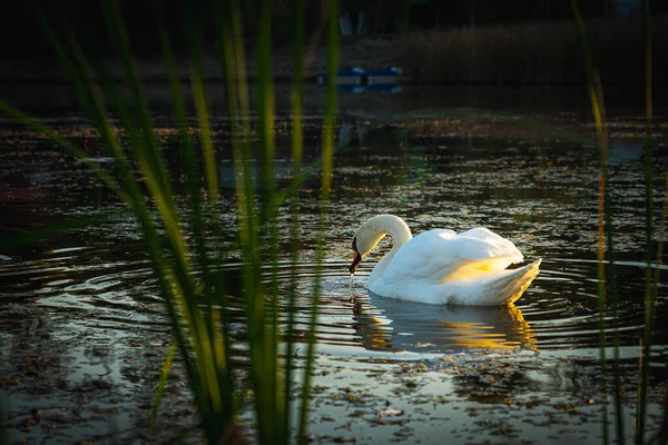 Swan Bird Morning Routine Lake — Stock Photo, Image
