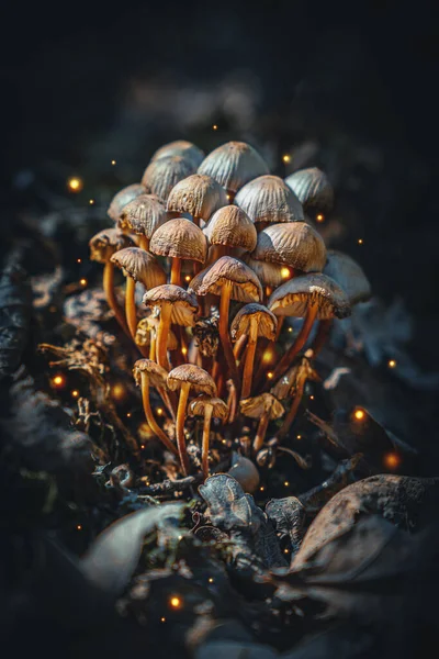 Funghi Magici Selvatici Nella Foresta Fantasy — Foto Stock