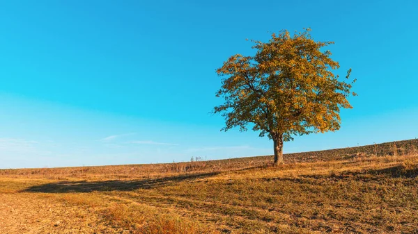 Samotne Drzewo Wzgórzu — Zdjęcie stockowe