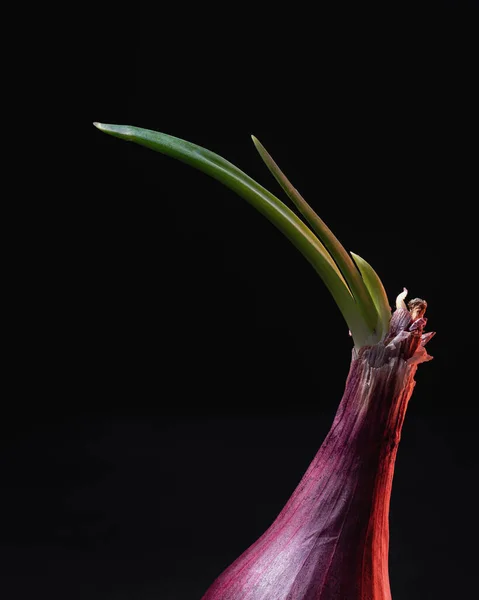 Sprouting Red Onion Black Background — Stock Photo, Image