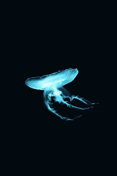 Blue Bioluminescent Μέδουσες Υποβρύχια Ψυχή — Φωτογραφία Αρχείου