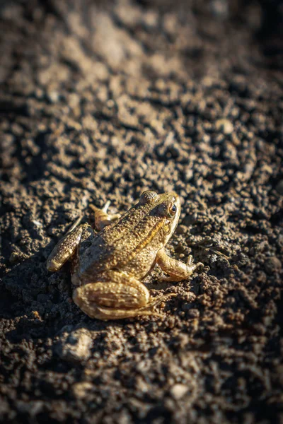 Camouflaged Frog Muddy Ground — Stock Photo, Image