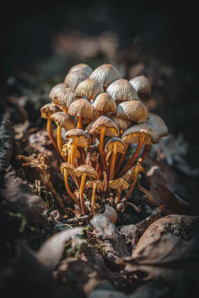 Cogumelos Selvagens Floresta — Fotografia de Stock