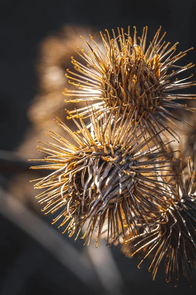 Detalhe Planta Cardo Seco — Fotografia de Stock