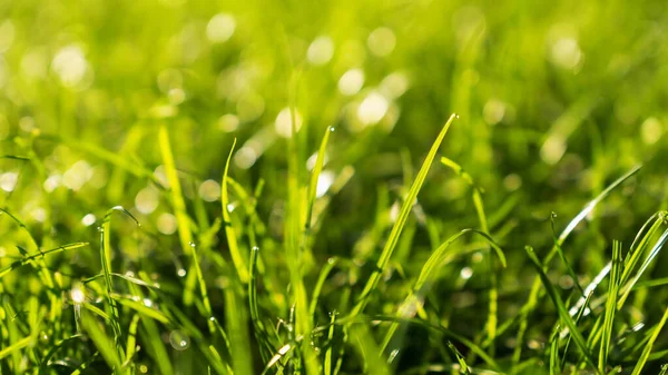Green Grass Bokeh Achtergrond Ochtend — Stockfoto