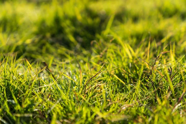 Groene Gras Achtergrond Ochtend — Stockfoto