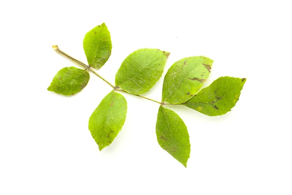 Сухий осінній лист дерева на білому — стокове фото
