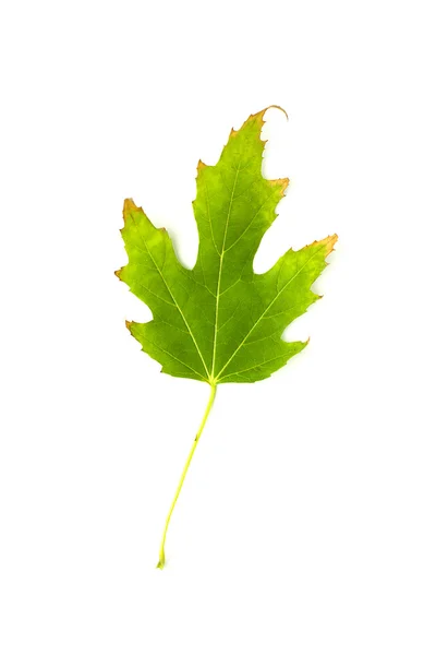 Suché spadané podzimní list stromu na bílém — Stock fotografie