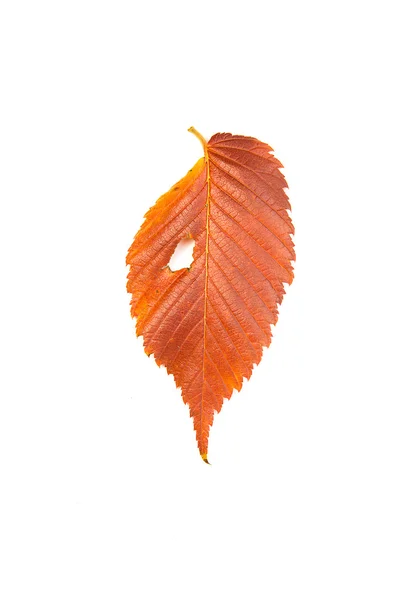 Caída hoja de otoño de un árbol en blanco — Foto de Stock