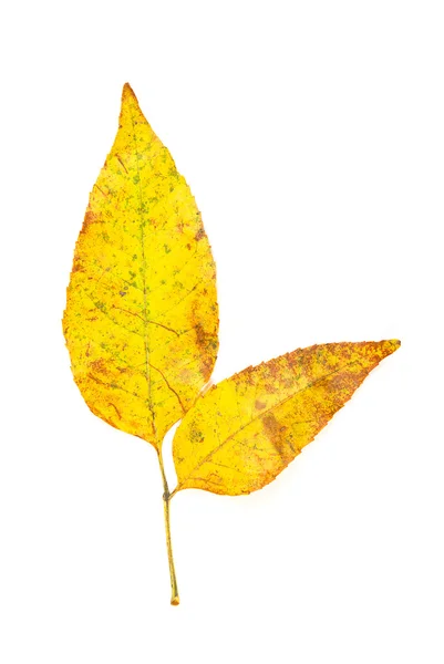 Gefallenes Herbstblatt eines Baumes auf weißem Grund — Stockfoto
