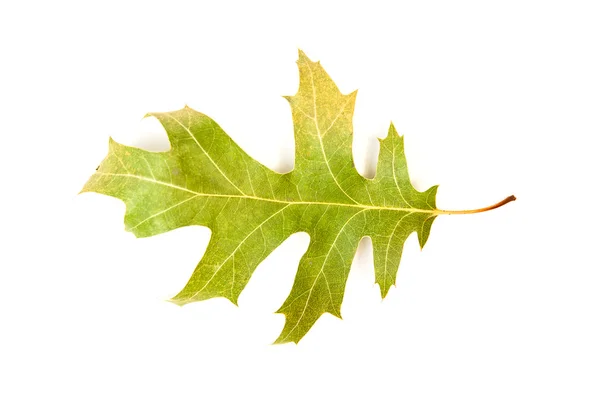 Gefallenes Herbstblatt eines Baumes auf weißem Grund — Stockfoto