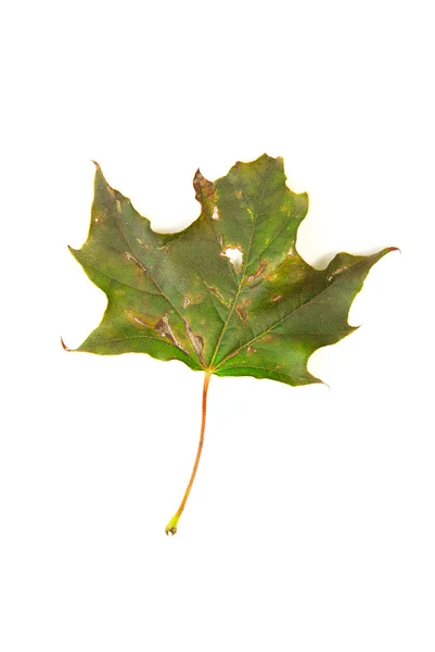 Fallen autumn leaf of a tree on white — Stock Photo, Image