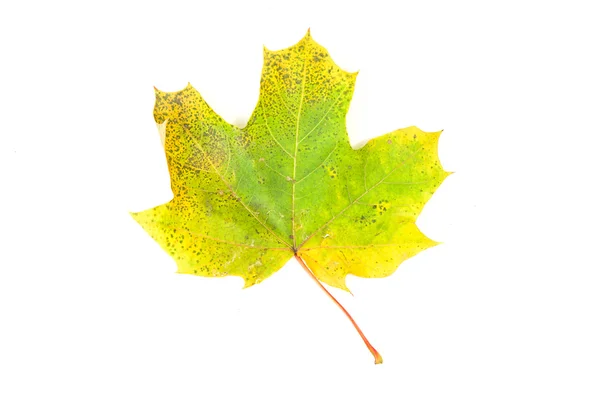 Feuille d'automne tombée d'un arbre sur blanc — Photo