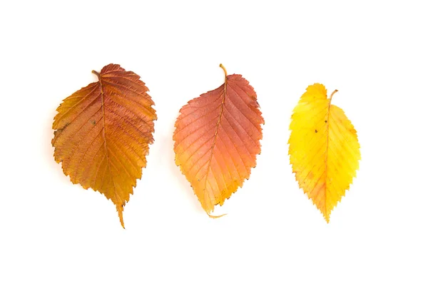 Folhas de outono caídas de uma árvore no branco — Fotografia de Stock