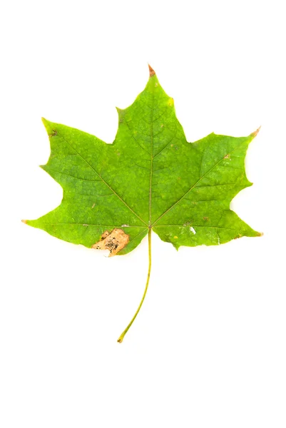 Падіння осіннього листя дерева на білому — стокове фото