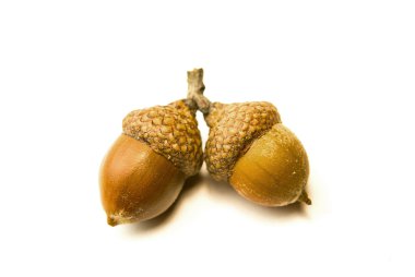 İki beyaz üzerinde sonbahar meşe palamutları kurutulmuş