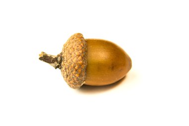 Bir beyaz üzerinde sonbahar meşe palamudu kurutulmuş