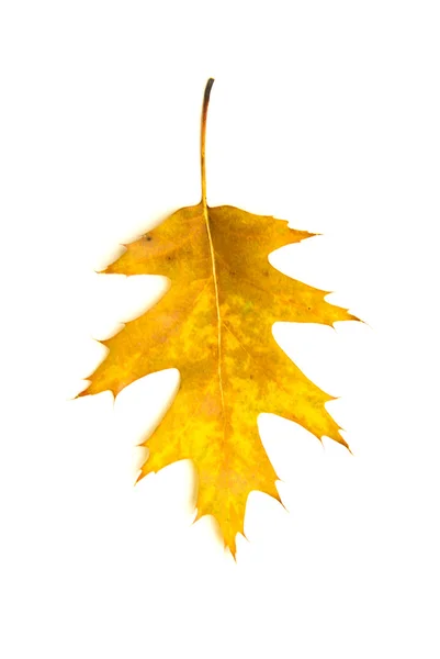 Fallna hösten blad av en ek på vit — Stockfoto