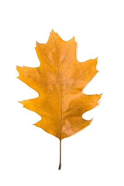 Folha de outono caída de um carvalho no branco — Fotografia de Stock