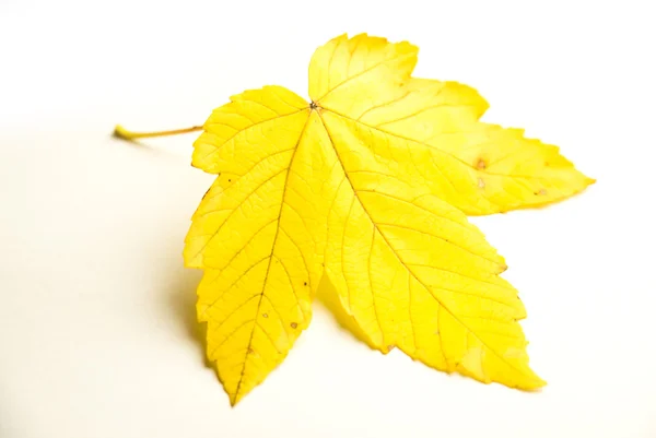 Falden efteråret blad af et træ på hvid - Stock-foto