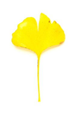 GINKO biloba ağaç beyaz üzerine düşen sonbahar yaprak Kuru